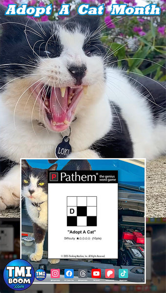 Adopt A Cat…cute kittens games and puzzles